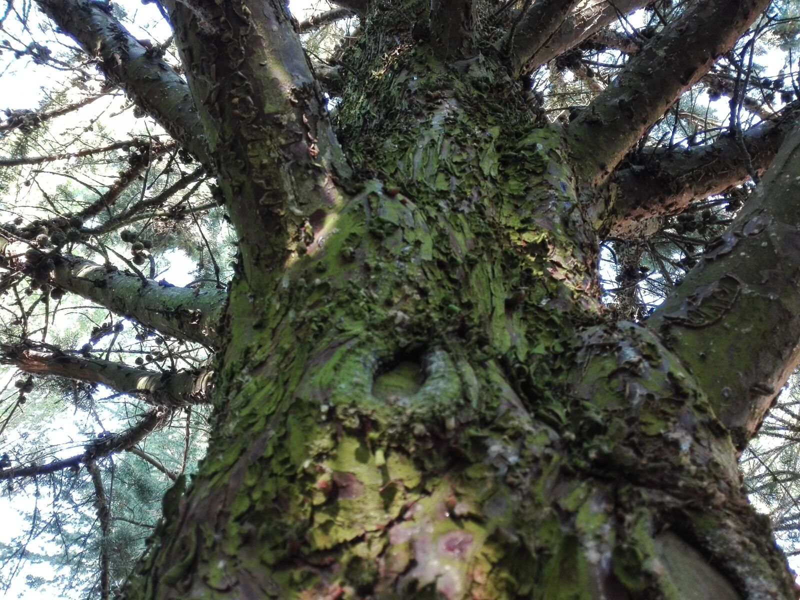 HUAWEI P8 Lite sample photo. Tree, carbayo, oak photography