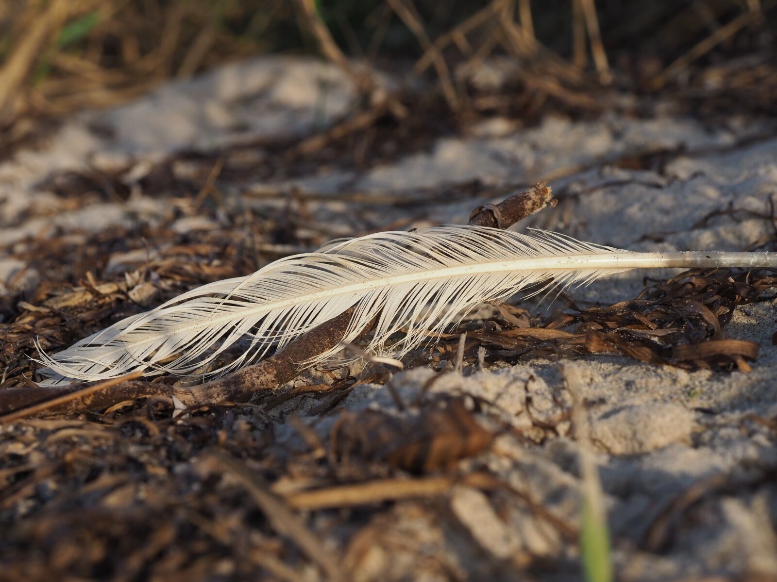 Olympus OM-D E-M10 III sample photo. Feather, beach, sand photography