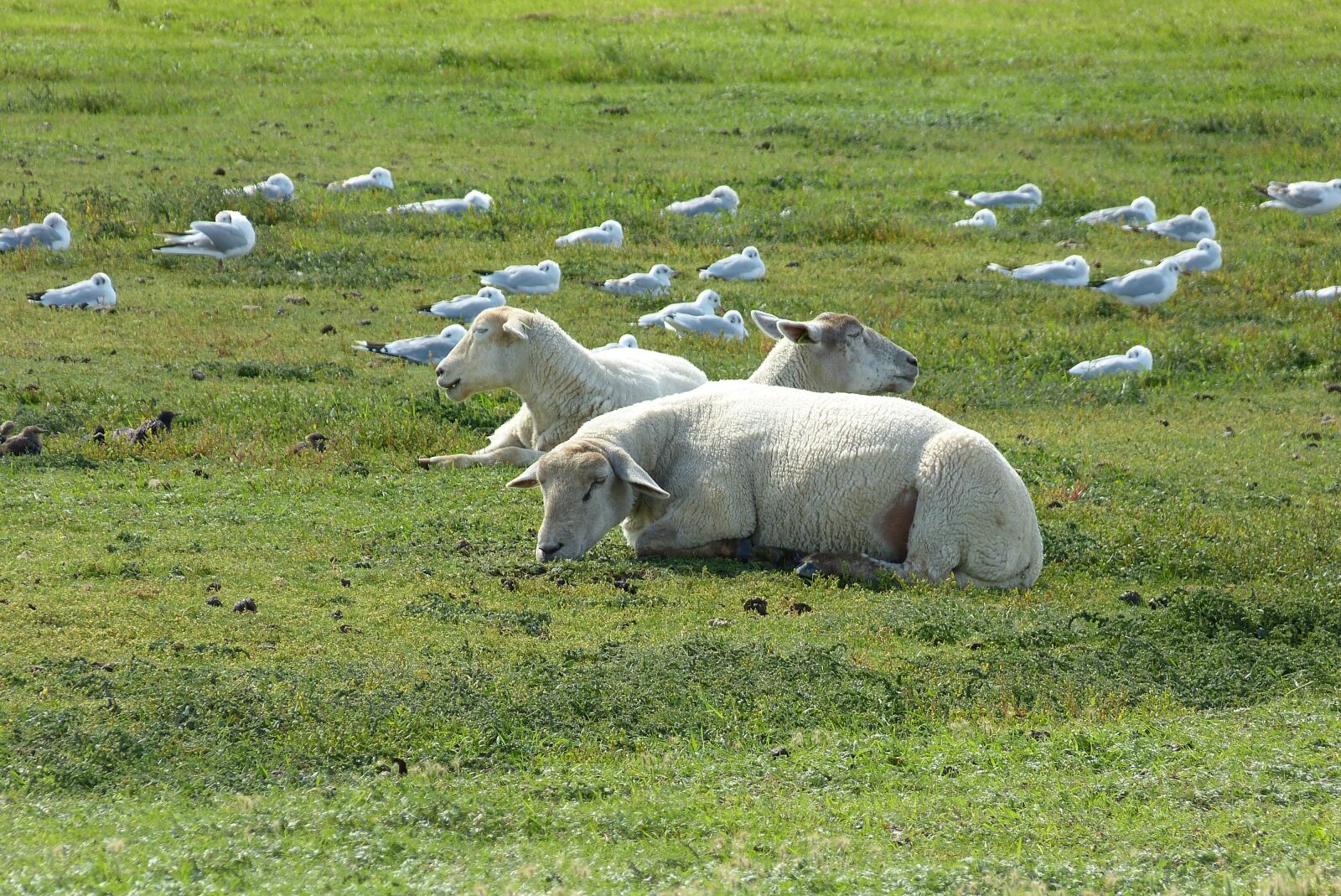 Panasonic Lumix DMC-FZ150 sample photo. Sheep, pasture, gulls photography