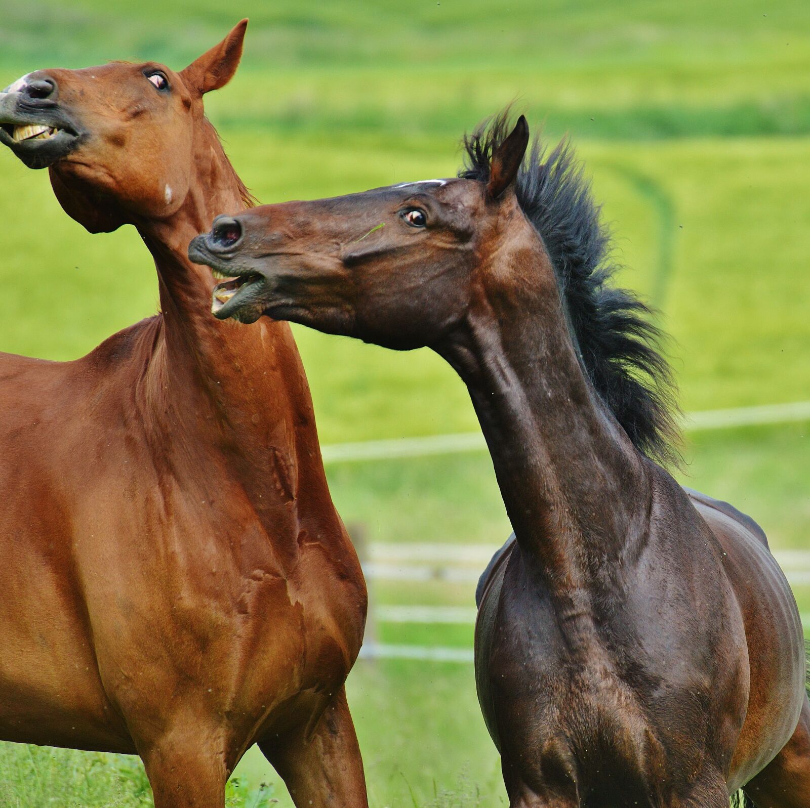 Nikon D3200 sample photo. Horses, for two, coupling photography
