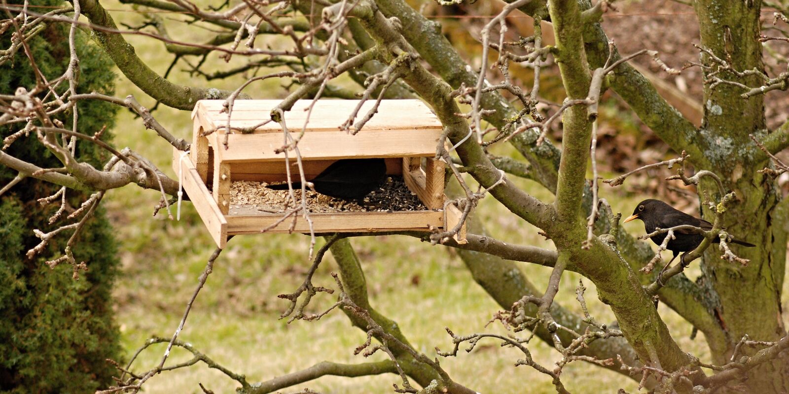 Nikon D80 sample photo. Kos garden, the feeder photography