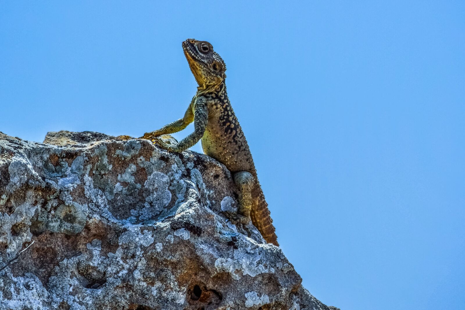 Nikon D3300 sample photo. Nature, reptile, lizard photography