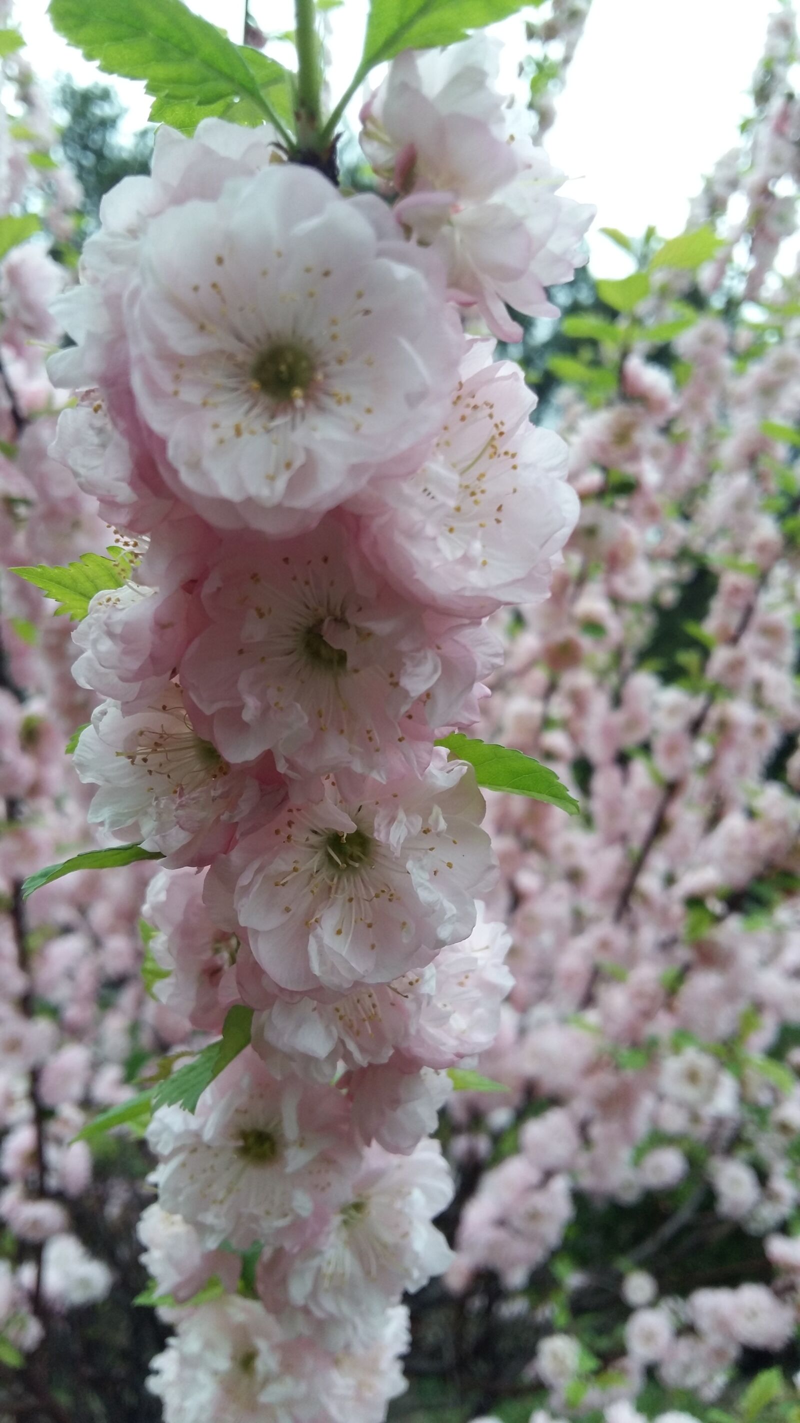 Samsung Galaxy A5 sample photo. Flower, plant, tree photography