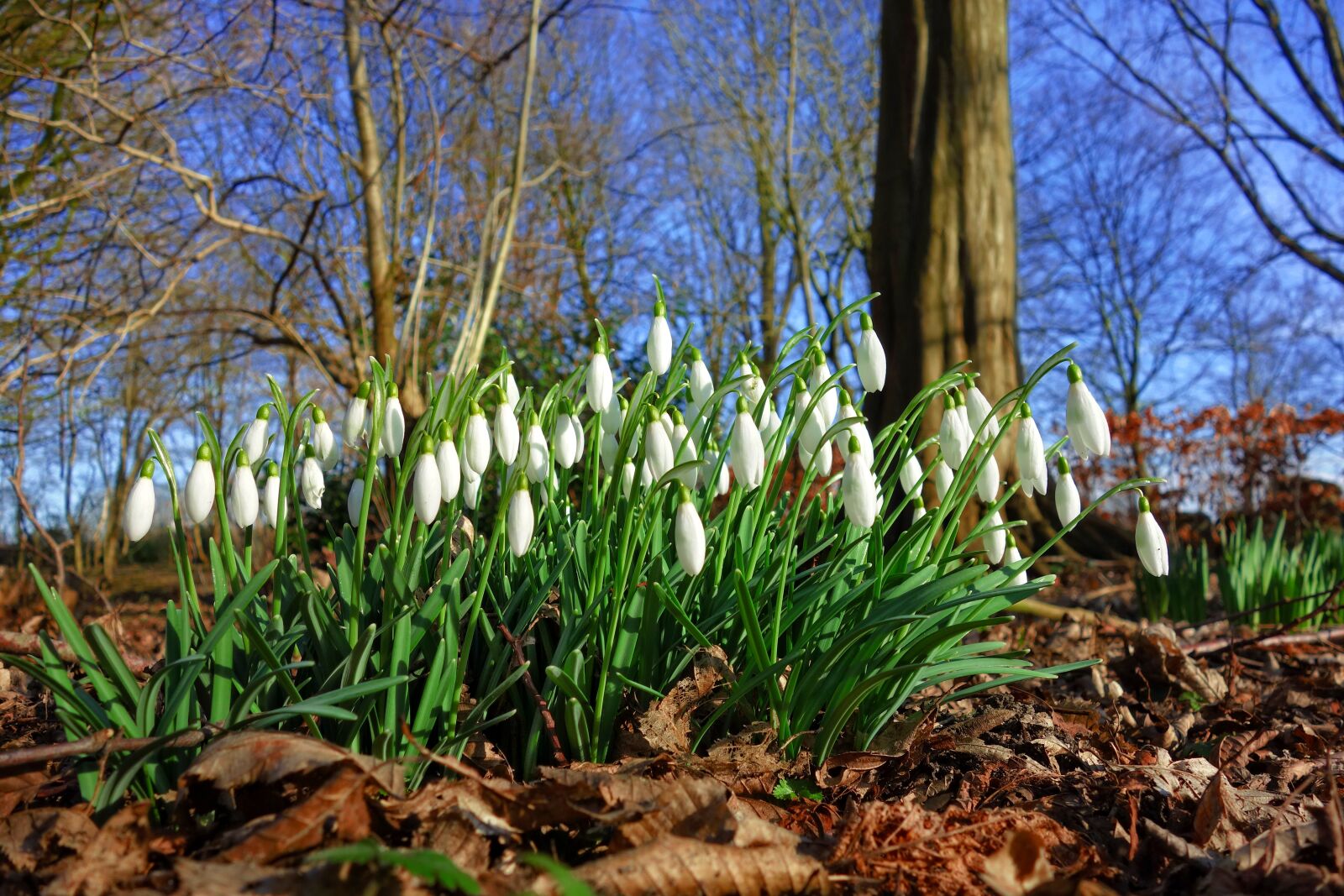 Sony Cyber-shot DSC-RX100 sample photo. Snowdrop, galanthus, flower photography