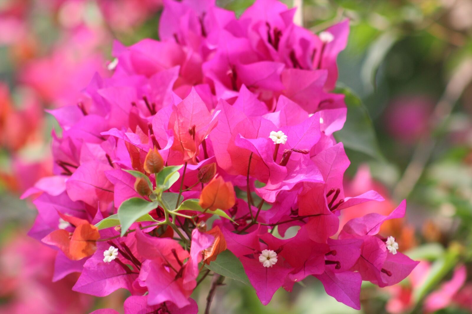 Canon EF75-300mm f/4-5.6 sample photo. Nature, flower, flora photography
