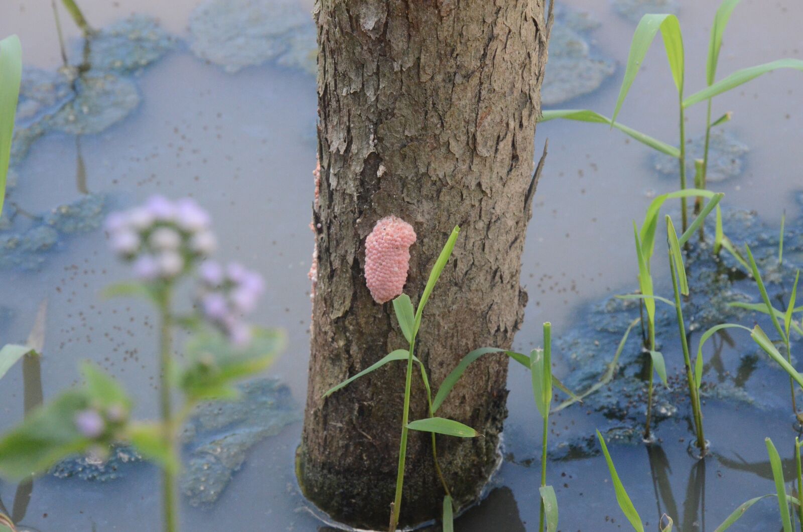 Nikon D7000 sample photo. Golden snail eggs, farm photography