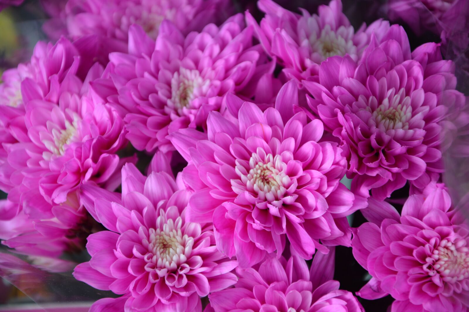 Nikon D5200 sample photo. Flower, pink flowers, color photography