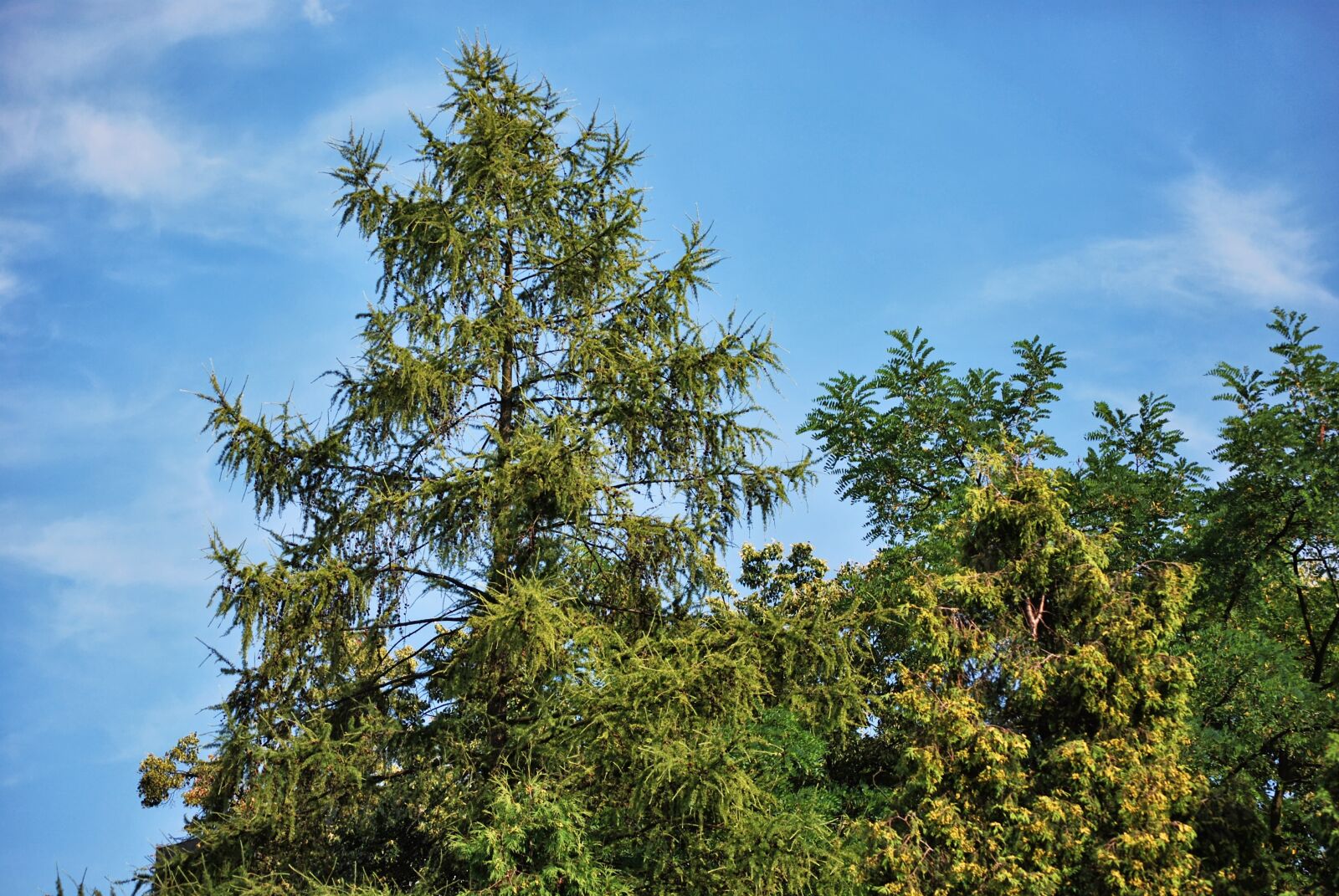 Nikon D60 sample photo. Tree, coniferous, green photography