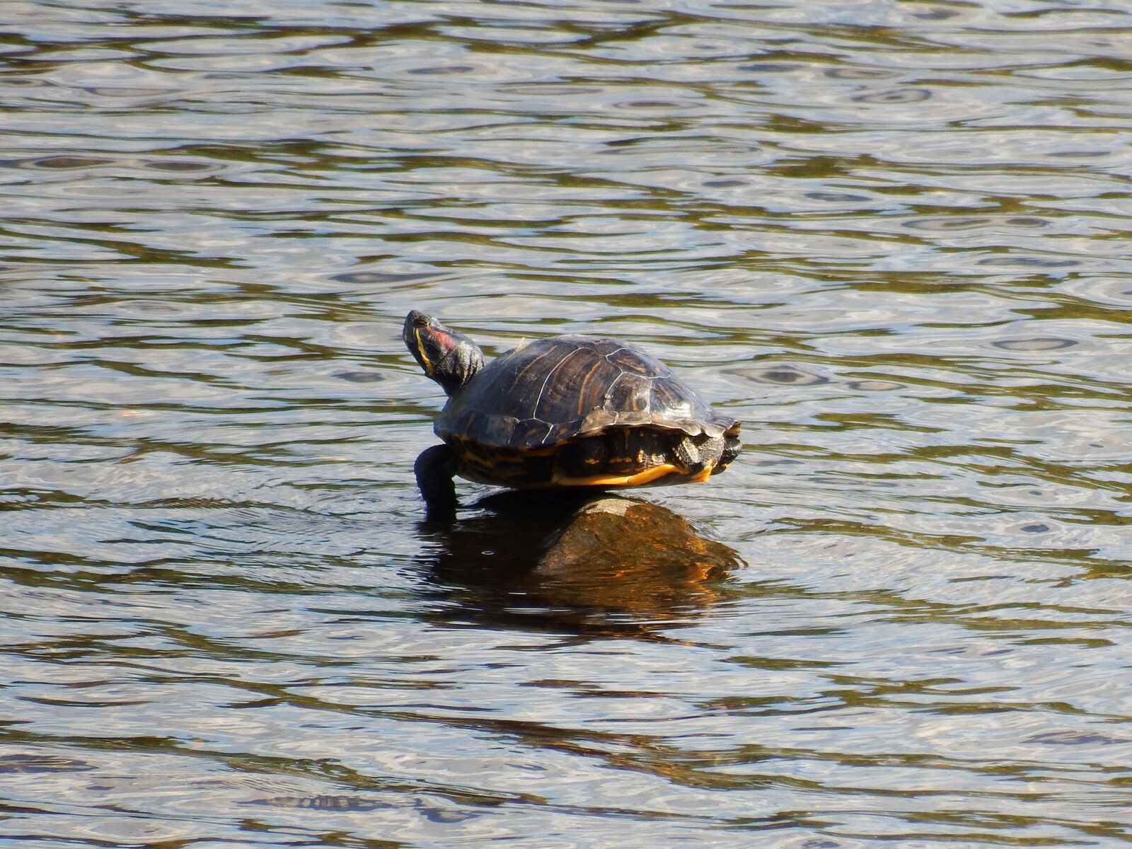 Fujifilm FinePix S1 sample photo. Painted turtle, balancing, rock photography