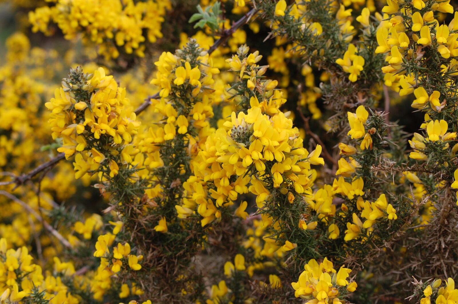 Nikon D40 sample photo. Broom, flower, nature photography