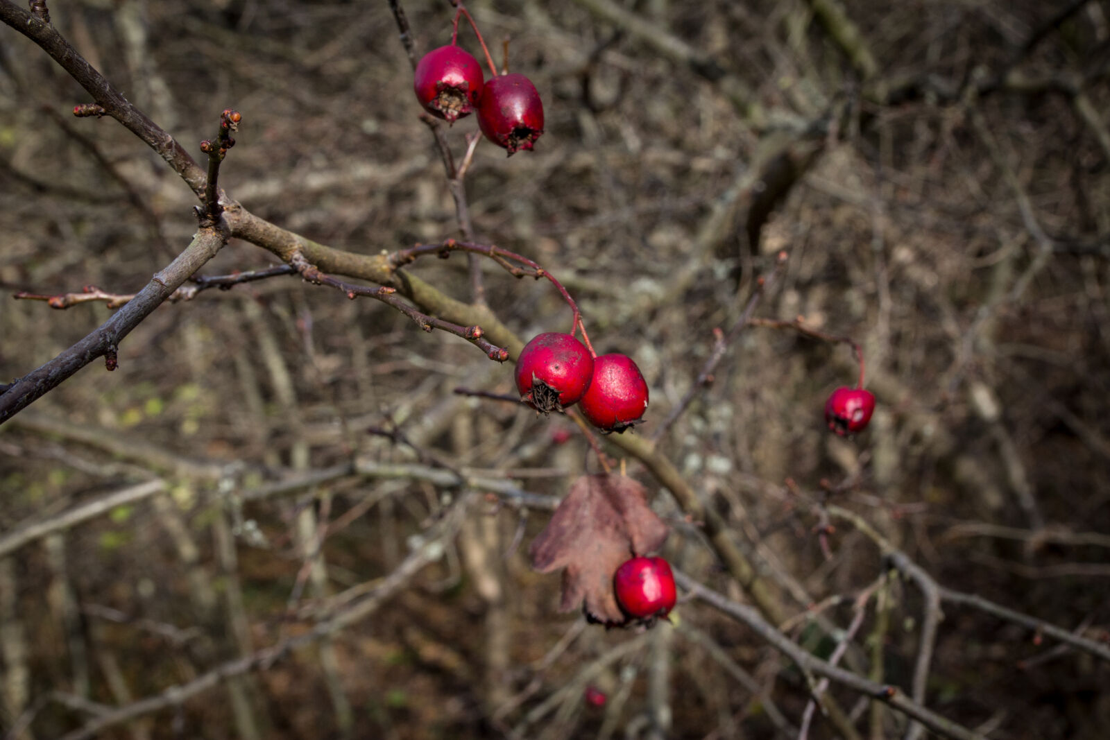 Canon EOS 600D (Rebel EOS T3i / EOS Kiss X5) + Canon EF-S 17-55mm F2.8 IS USM sample photo. Autumn, colours, autumn, mood photography