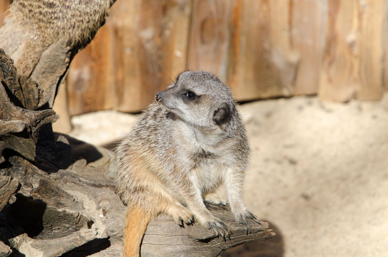 Nikon D7000 sample photo. Meerkat, zoo, animal photography