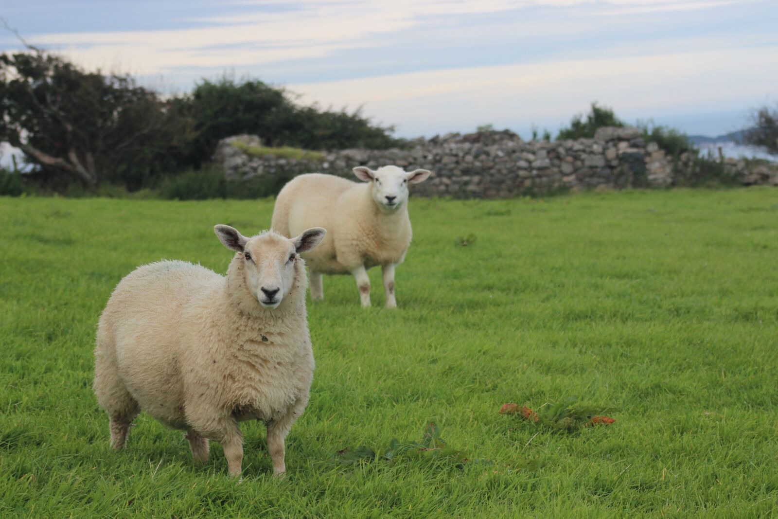 Canon EF 75-300mm f/4-5.6 USM sample photo. Sheep, hillside, scenic photography