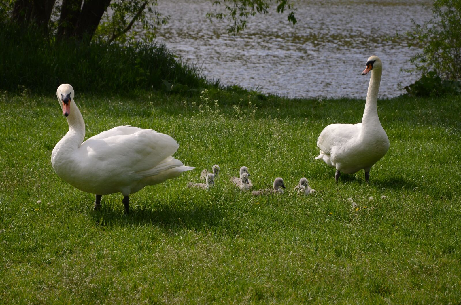 Nikon D5100 sample photo. Swan, spring, nature photography