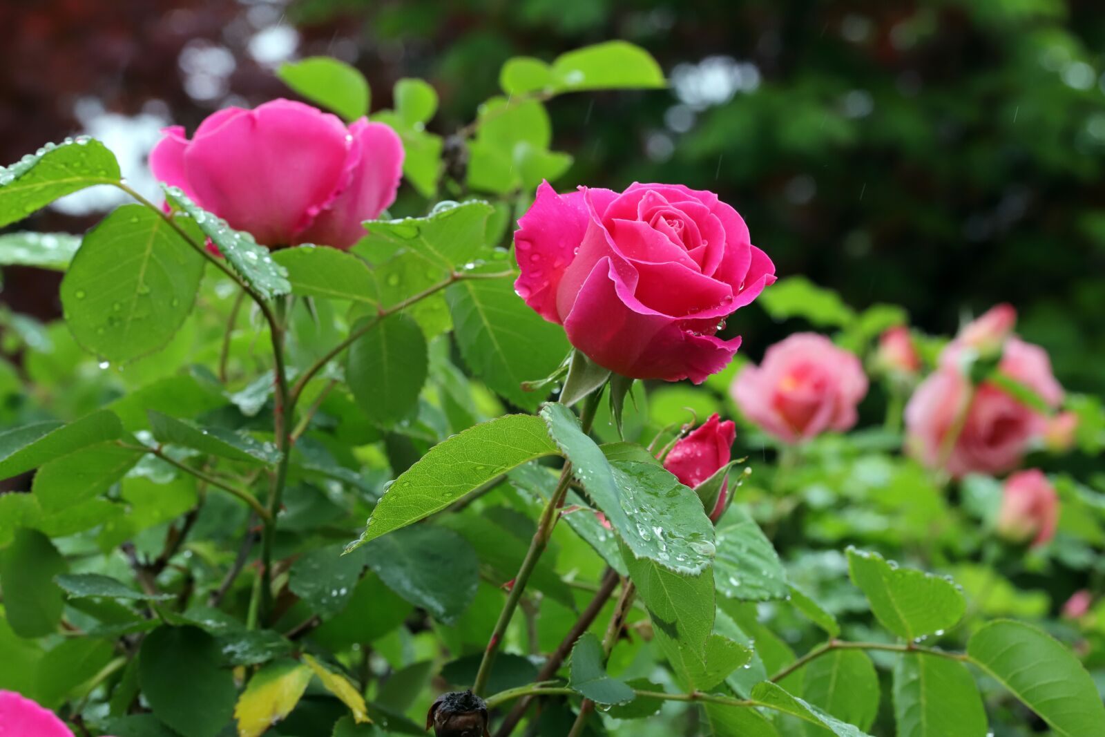 Canon EOS 6D Mark II sample photo. Rose, flowers, nature photography