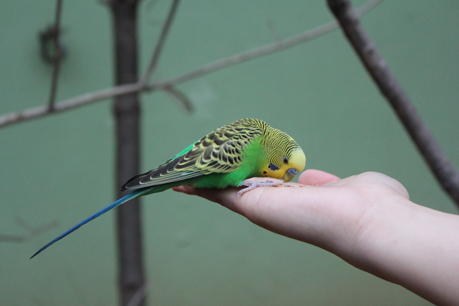 Попугай зеленый волнистик