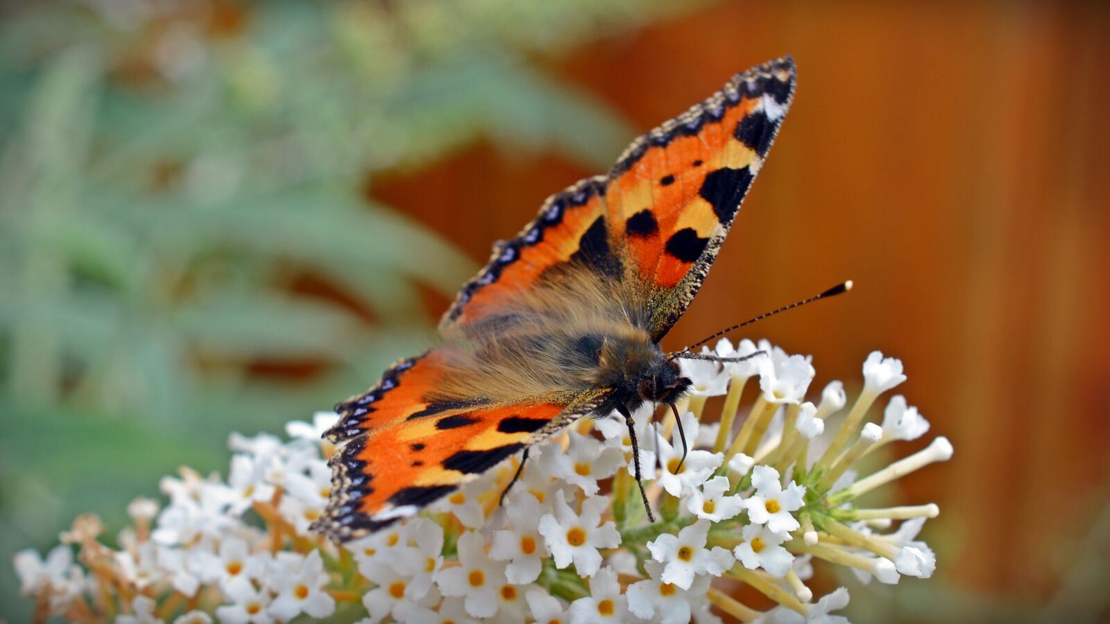 Nikon D5200 sample photo. Butterfly, little fox, aglais photography