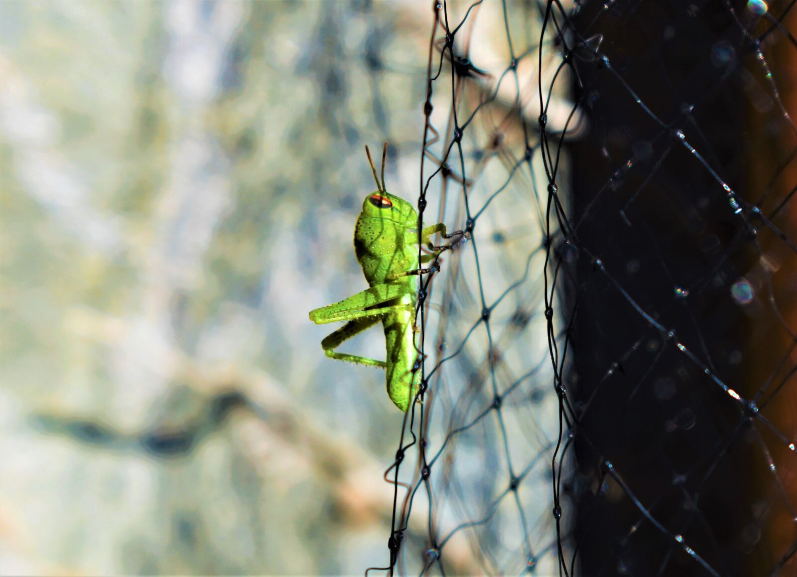 Nikon D3500 sample photo. Grillo, grasshopper, insect photography