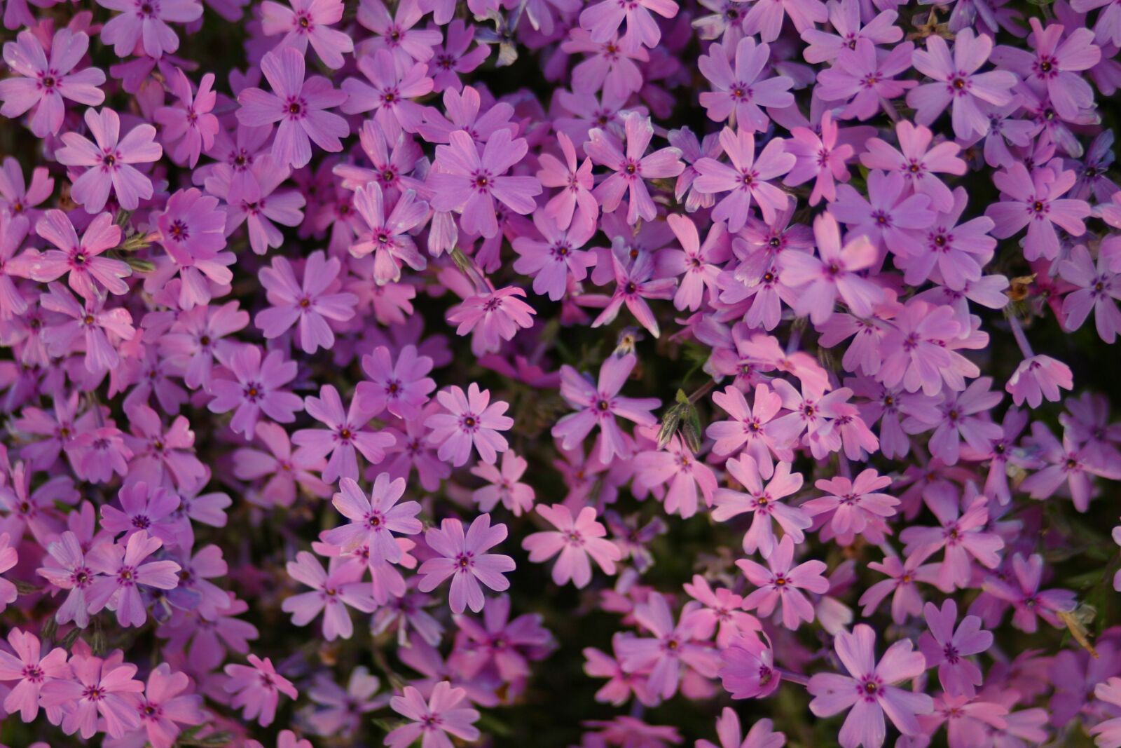 Canon EOS D60 sample photo. Phlox, flowers, plant photography