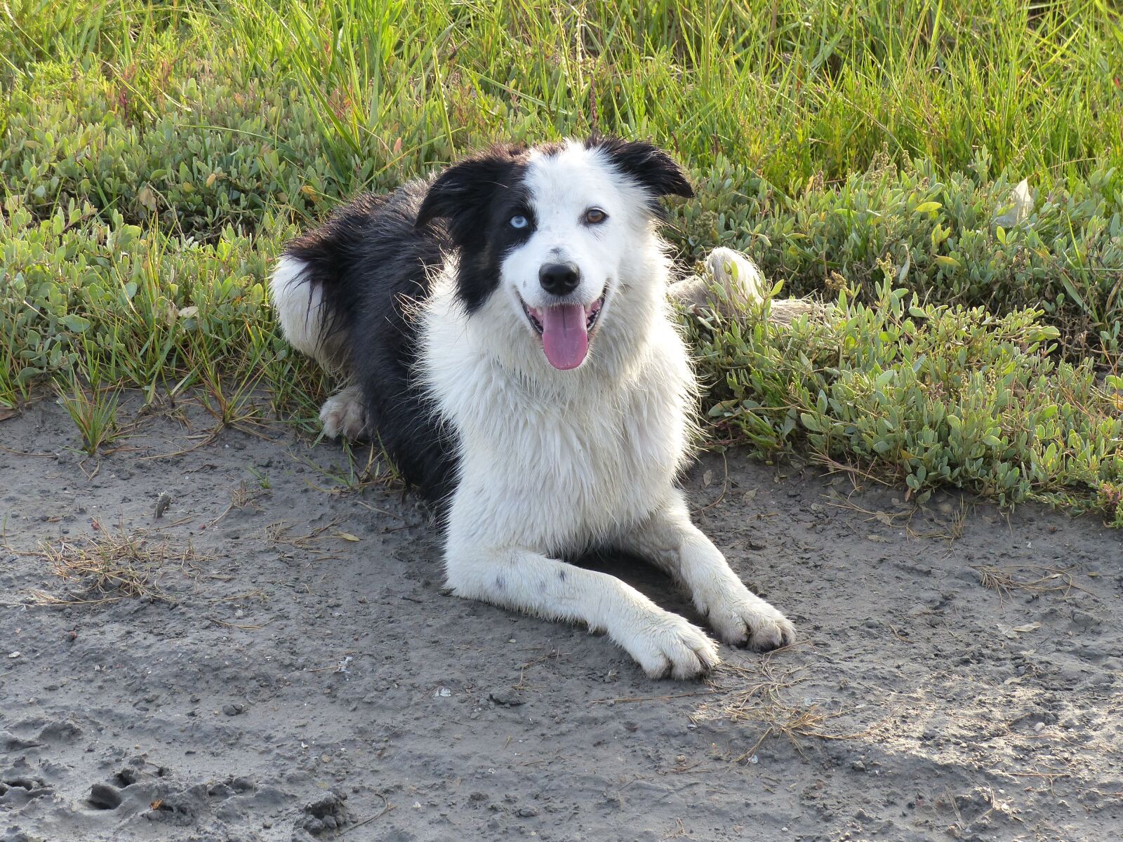 Panasonic Lumix DMC-FZ200 sample photo. Dog, dogs, border collie photography