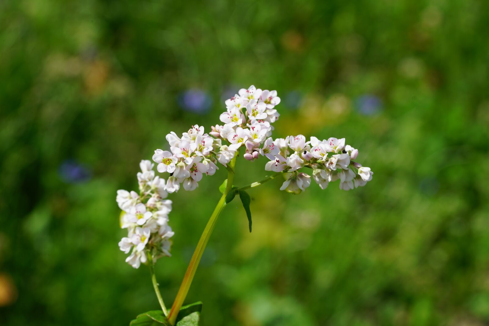 Sony a7R II + Sony FE 90mm F2.8 Macro G OSS sample photo. Buckwheat, flower, blossom photography