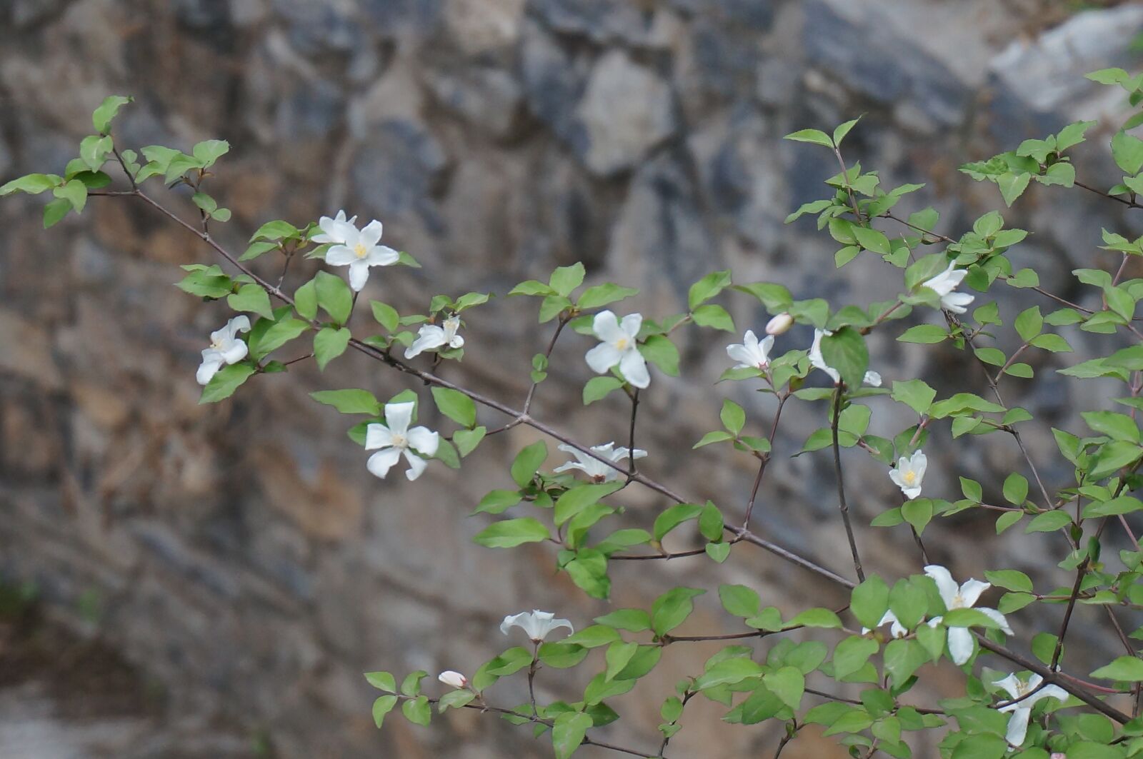 Sony Alpha NEX-5T sample photo. A small spike of photography