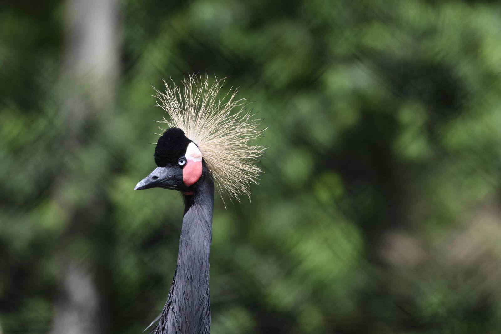 Nikon Z7 sample photo. Beekse bergen, crane, birds photography