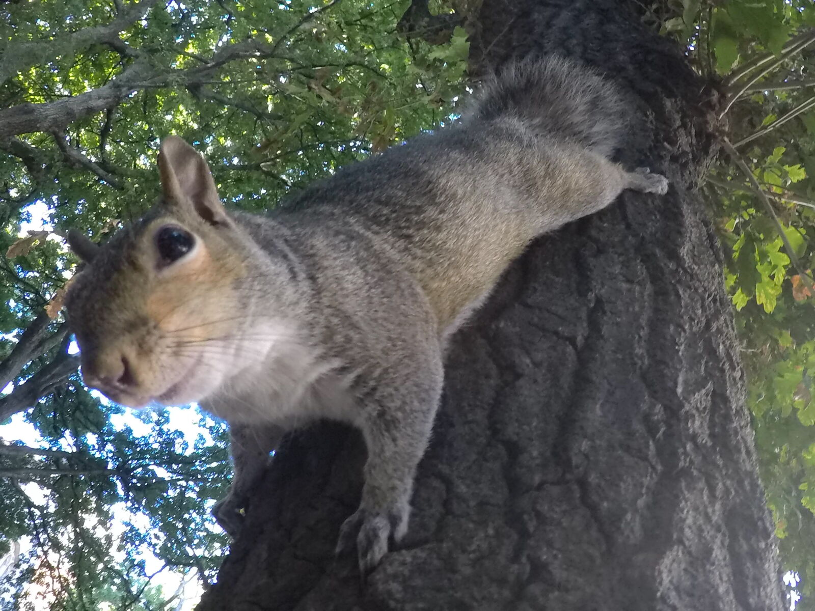 GoPro Hero5 Black sample photo. Animal, hallo, squirrel, tree photography