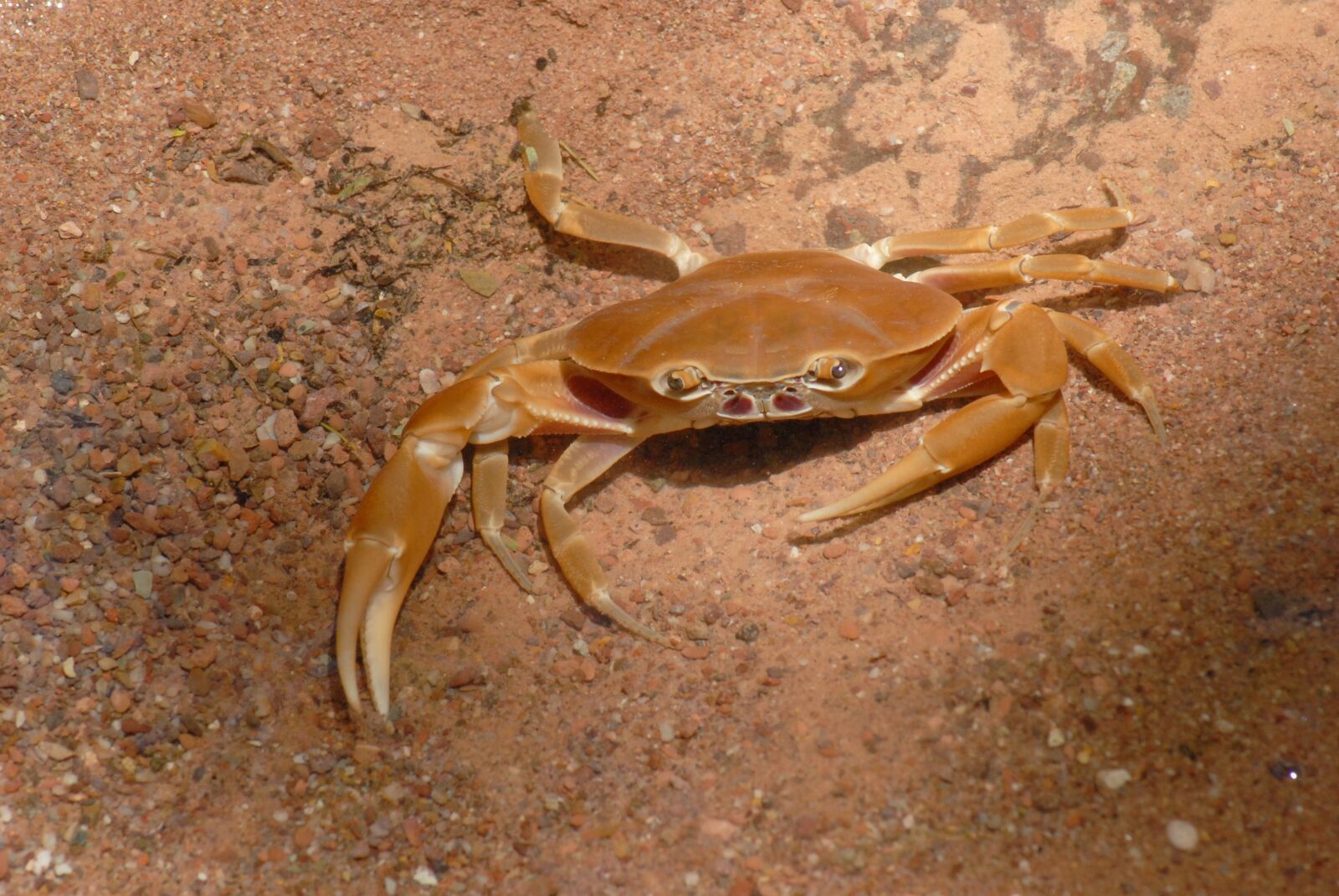 Nikon D200 sample photo. Crab, water, river photography