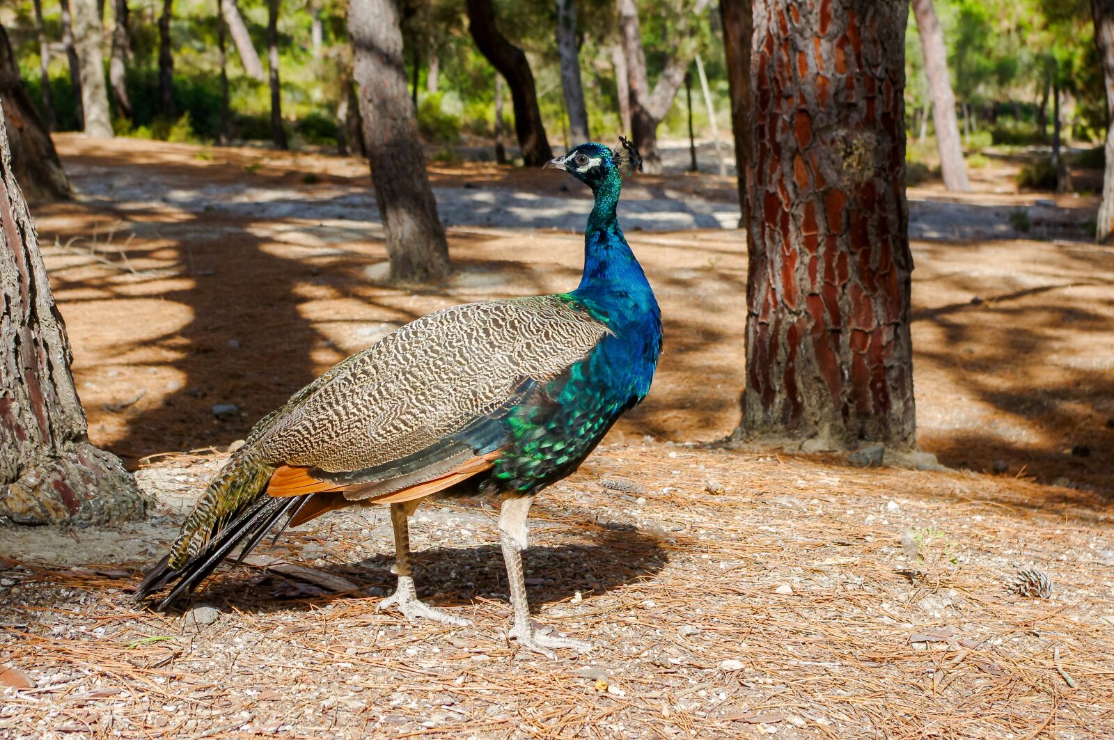 smc PENTAX-DA L 18-55mm F3.5-5.6 sample photo. Nature, bird, living nature photography