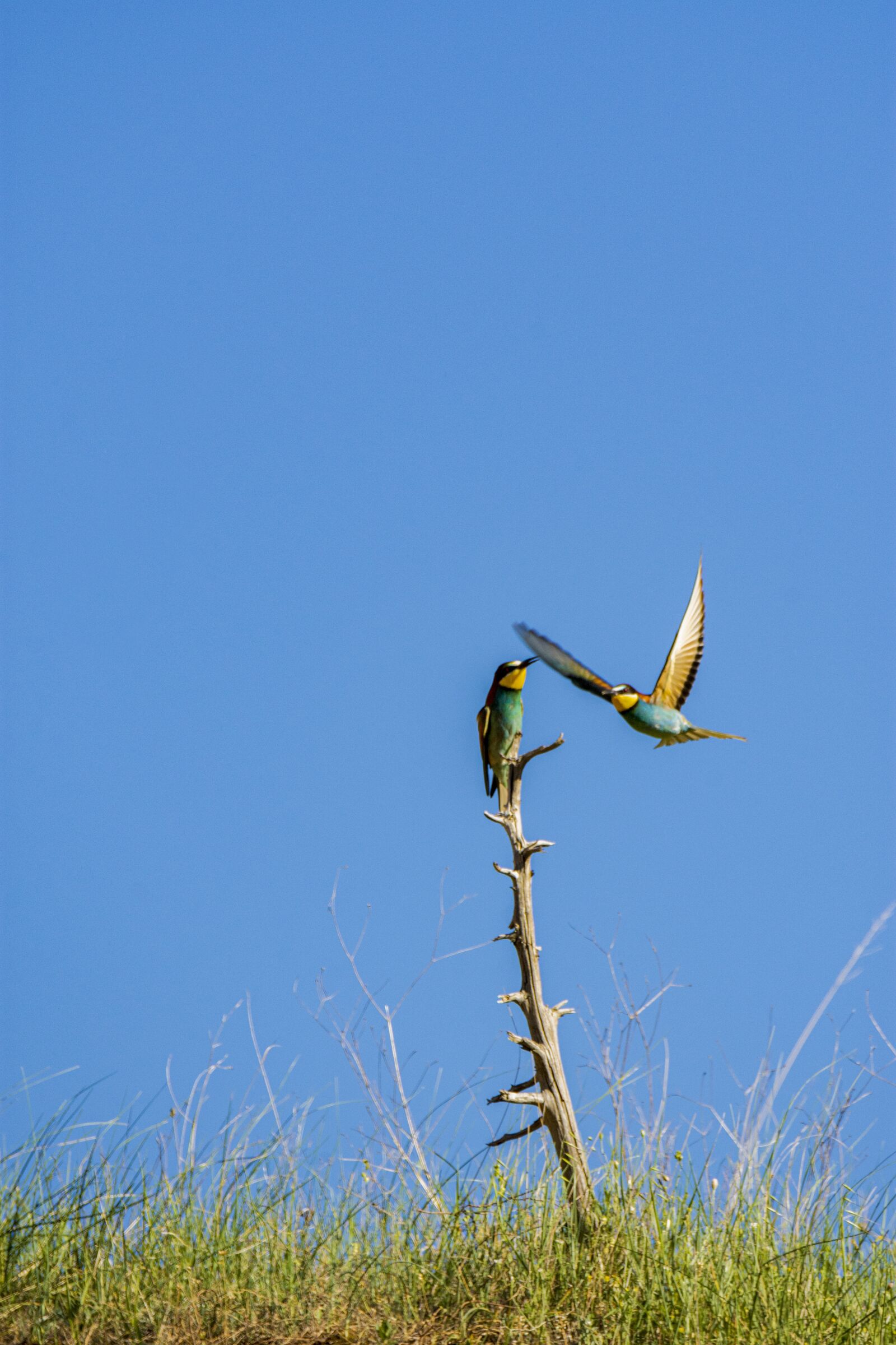 Nikon D7200 sample photo. Bird, nature, bee-eater photography