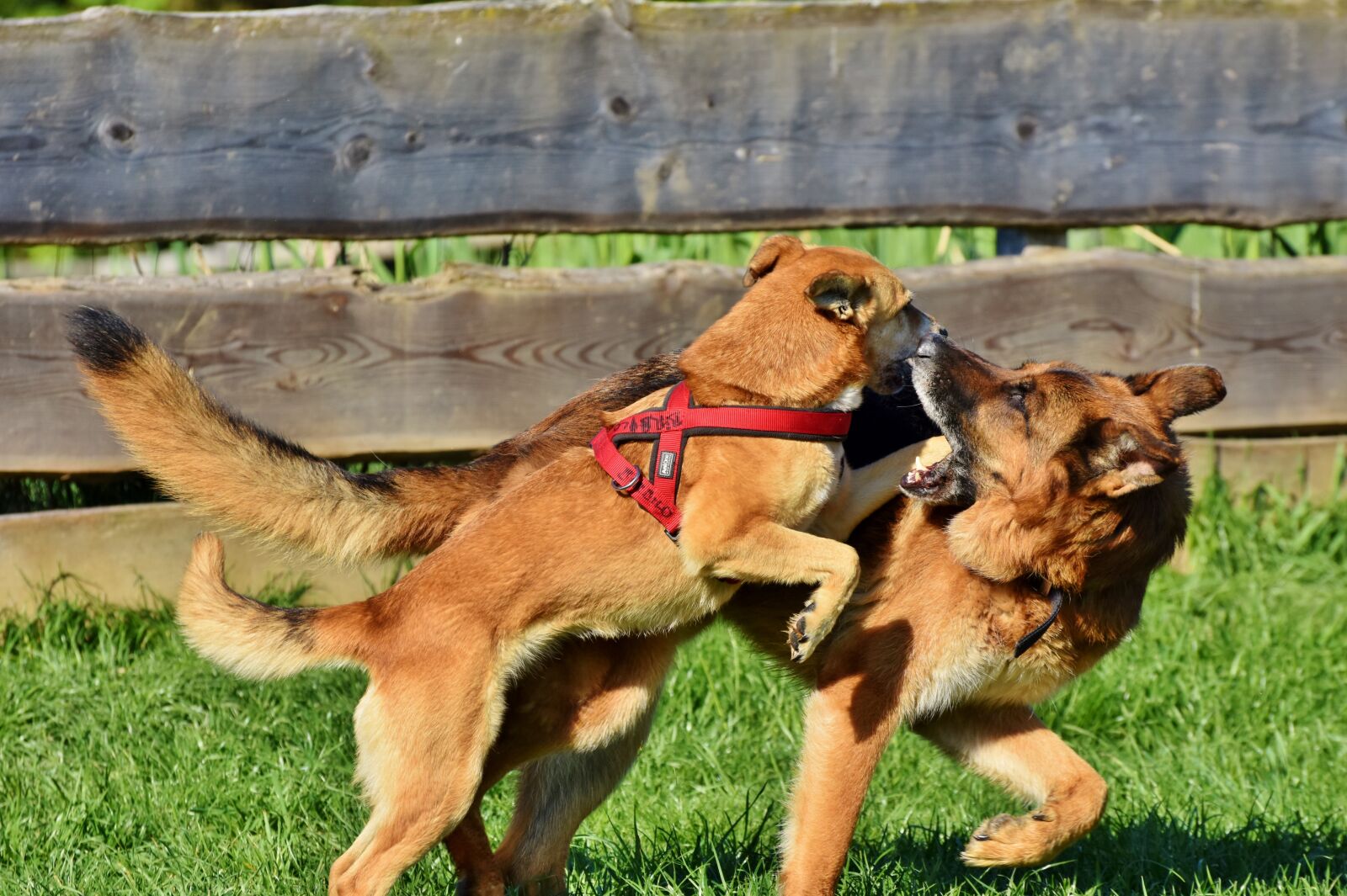 Nikon D7200 sample photo. Sch fer dog, hybrid photography
