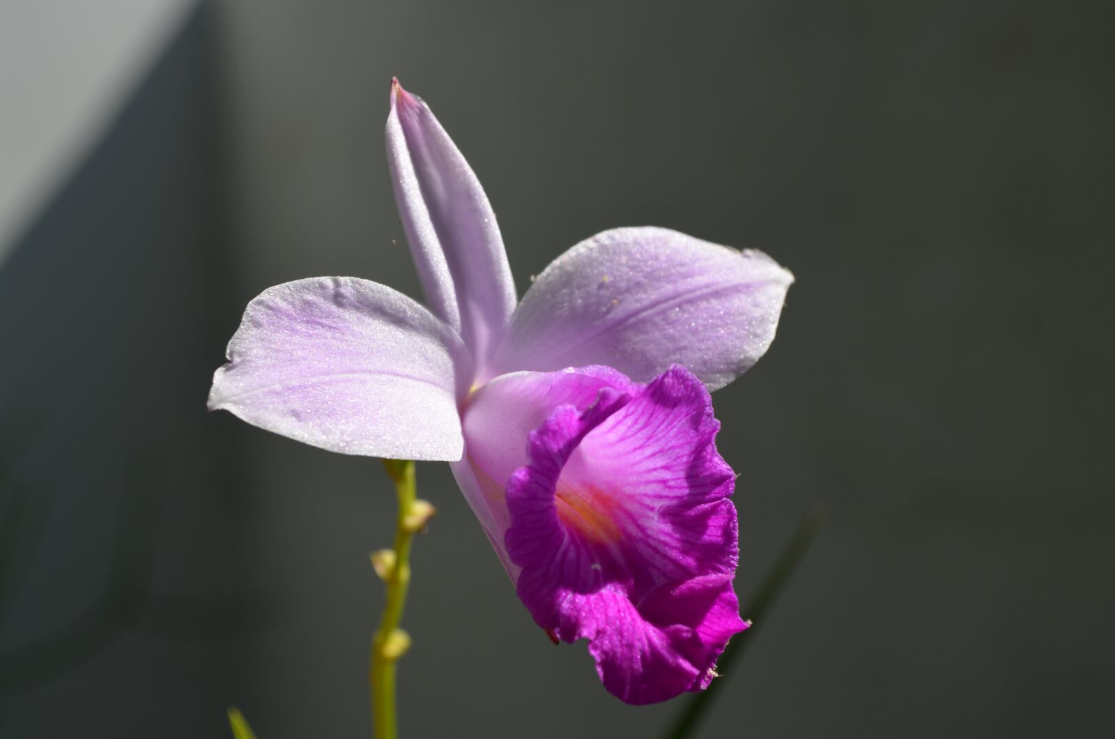 Nikon D5100 sample photo. Flower, orchid, botany photography