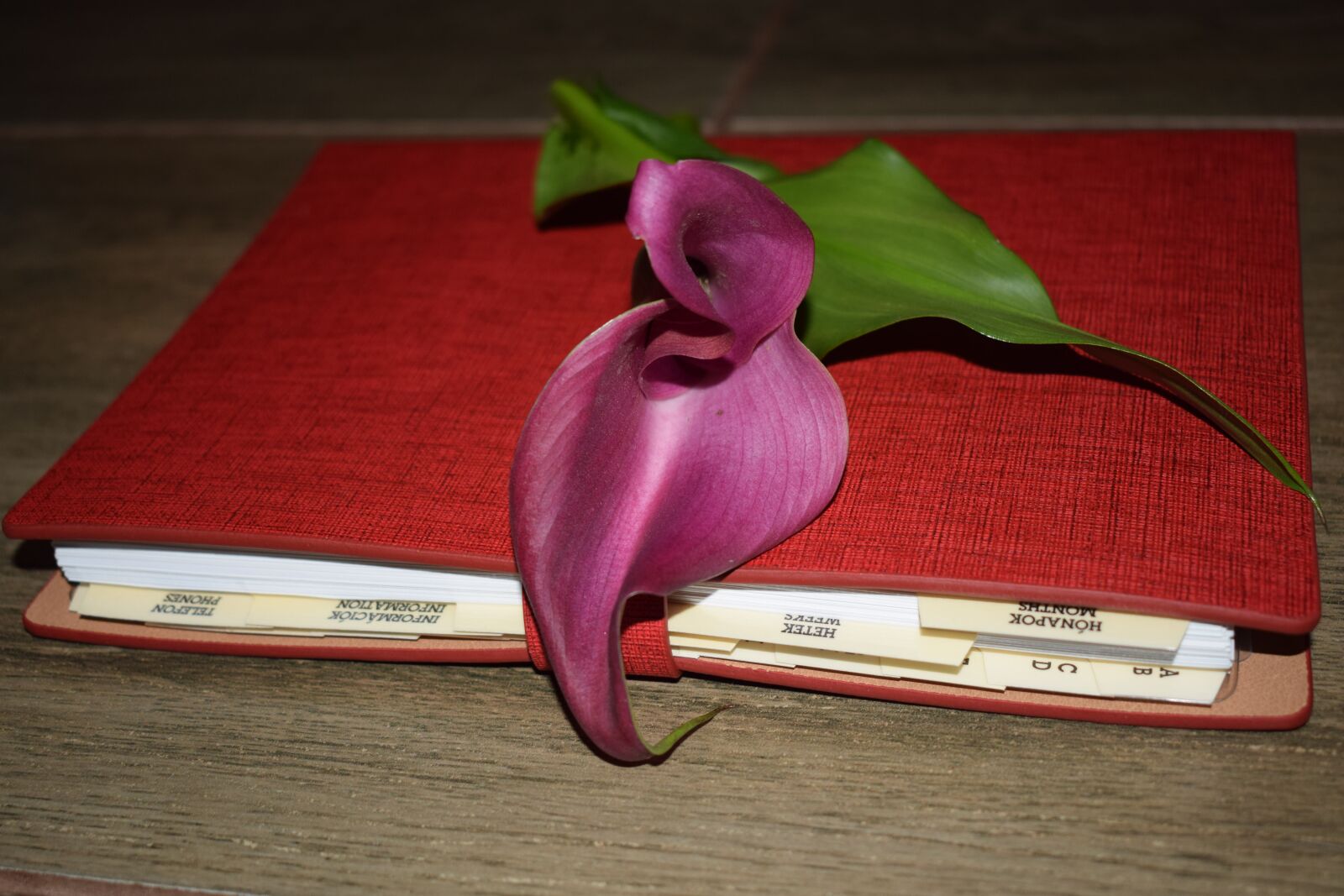 Nikon D5300 sample photo. Creeks, purple, flower photography