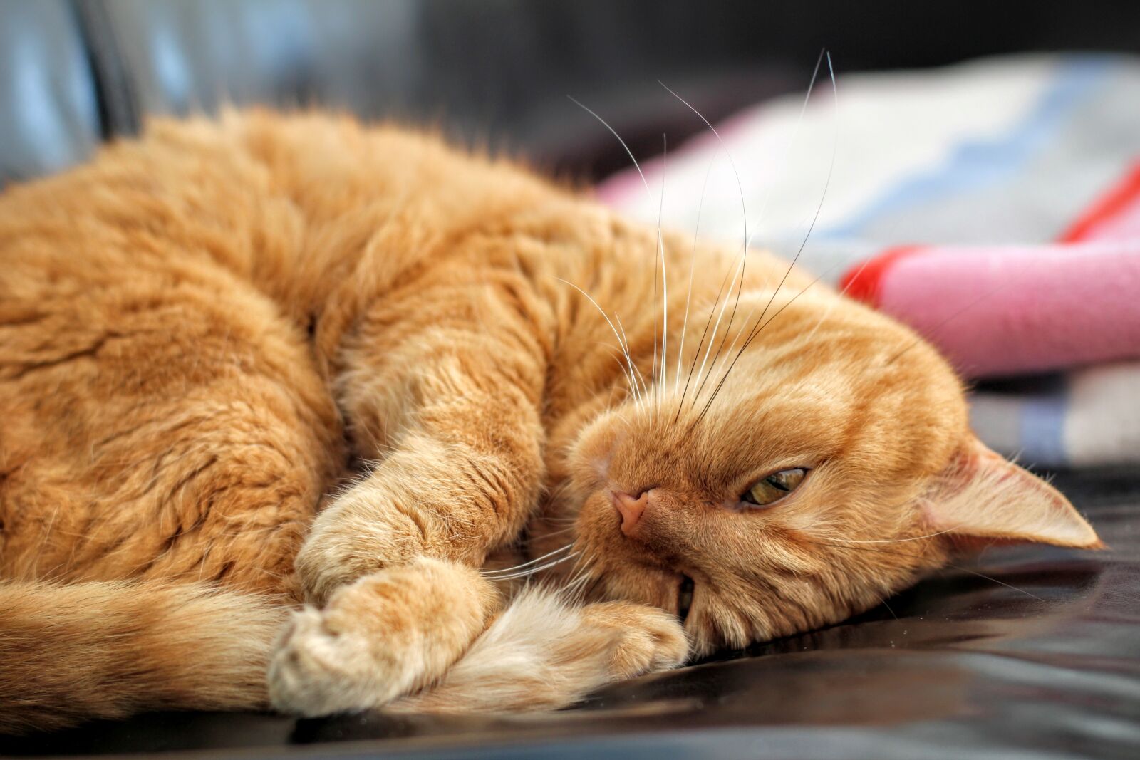 Canon EOS 600D (Rebel EOS T3i / EOS Kiss X5) + Canon EF 50mm F1.4 USM sample photo. Cat, red cat, kitten photography