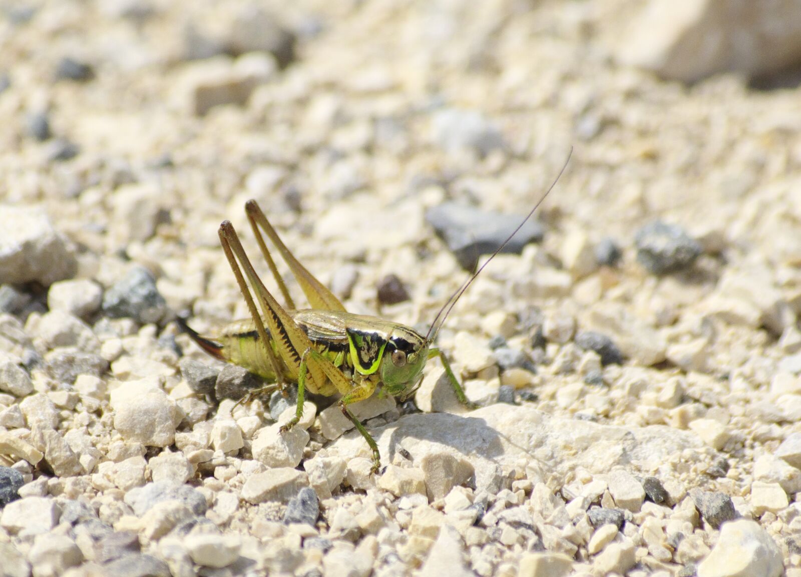 Pentax K-70 sample photo. Grasshopper, close up, pebble photography