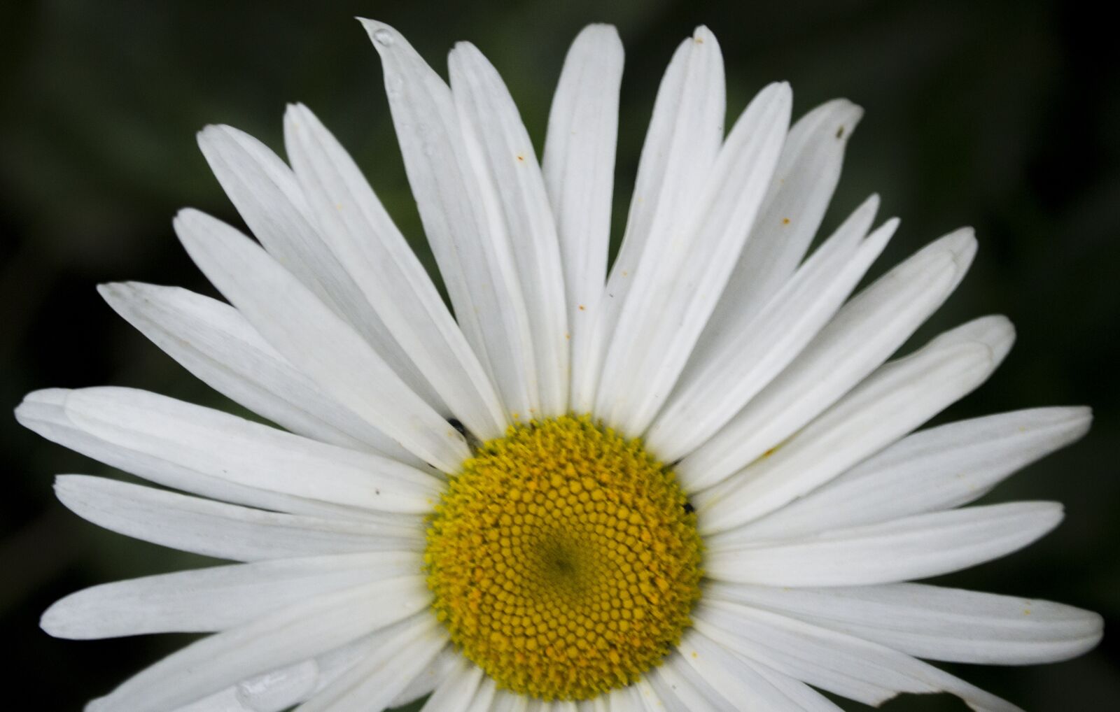Nikon D3100 sample photo. Dawn, flower, nature photography