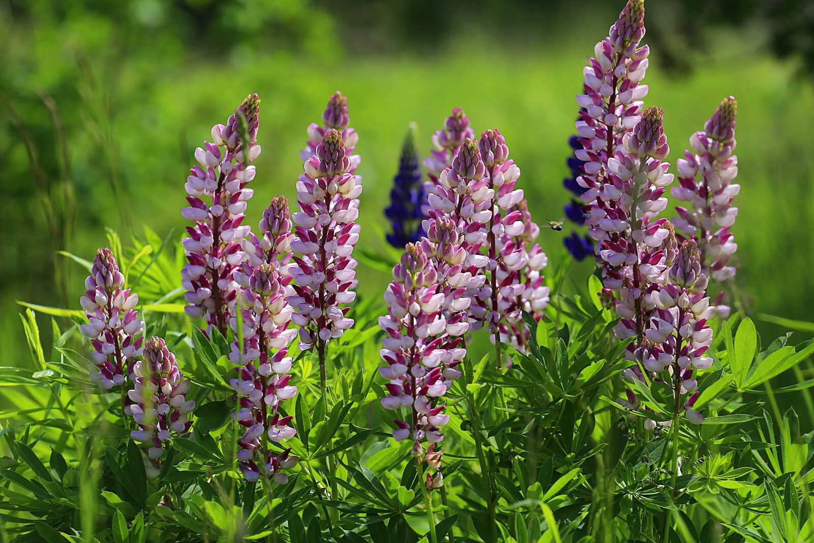 Canon EOS 6D + Canon EF 70-200mm F4L USM sample photo. Beauty, flower, summer photography