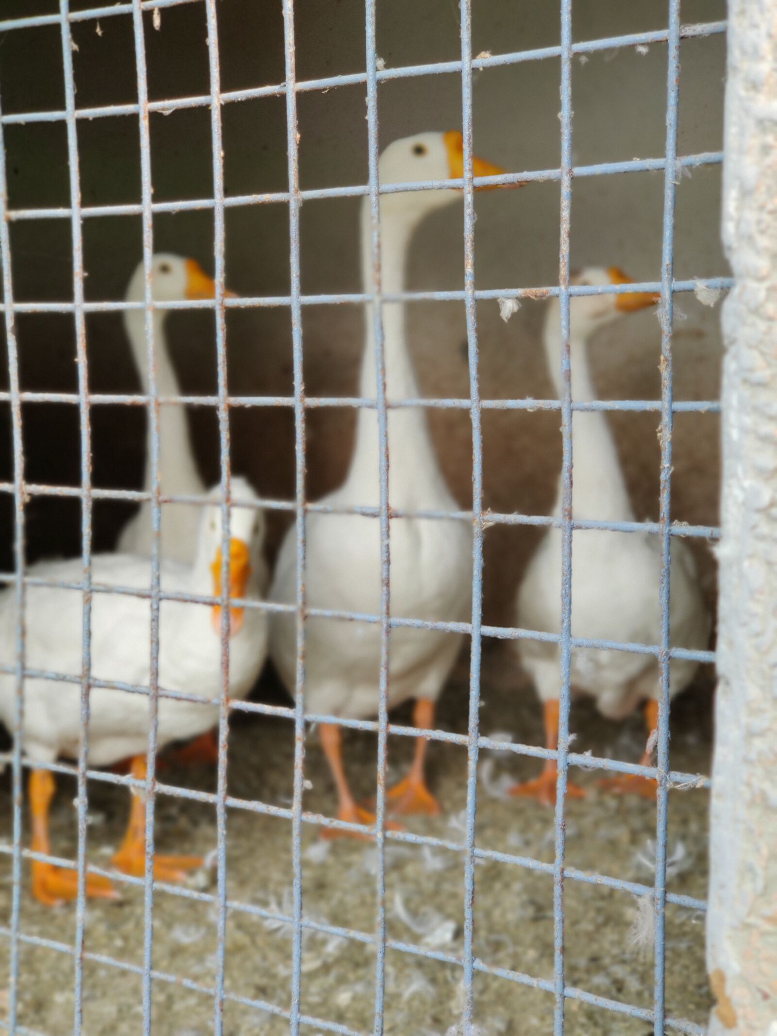 OnePlus HD1901 sample photo. Ducks, enclosed, animals photography
