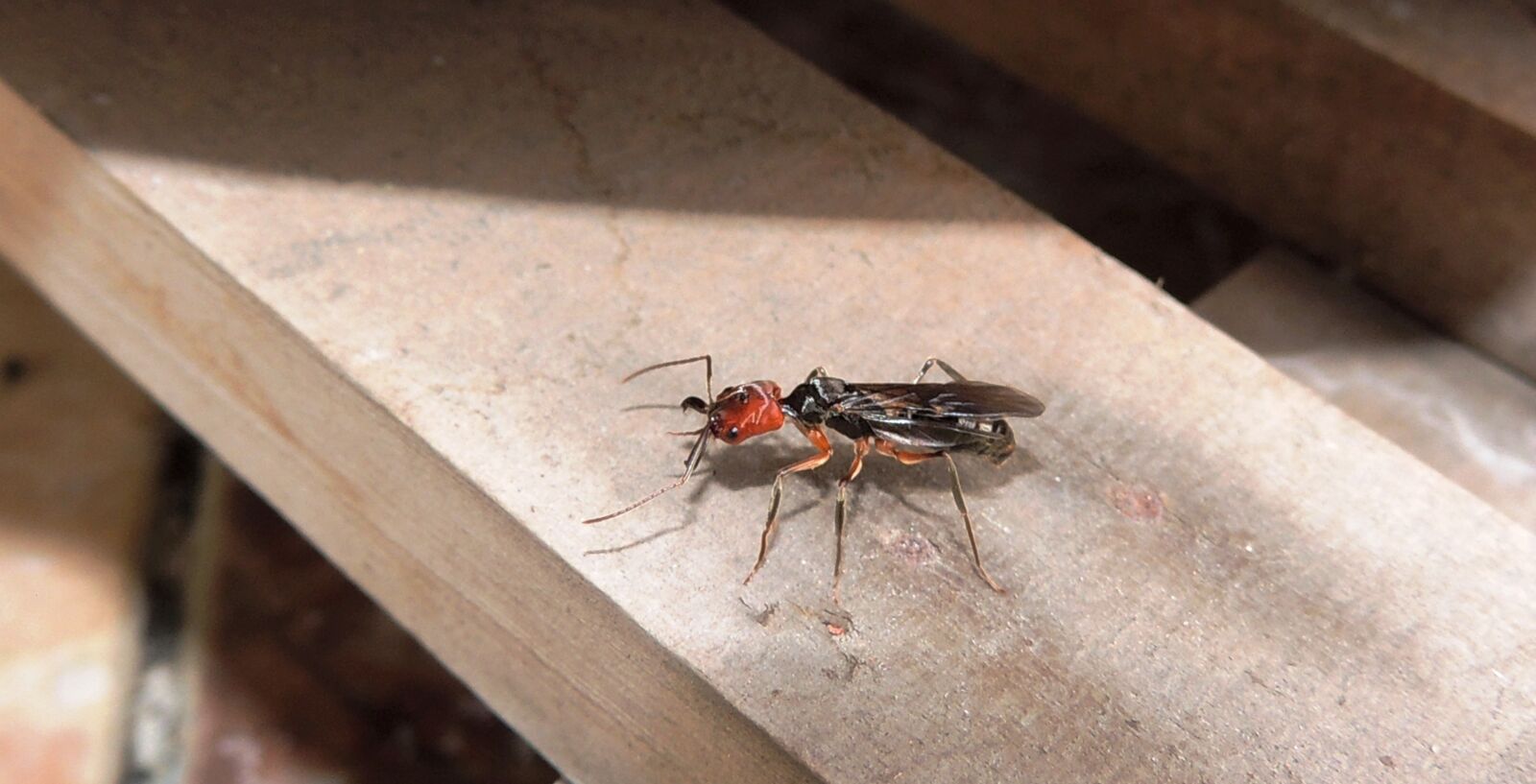 Nikon Coolpix P510 sample photo. Insects, nature, ant photography