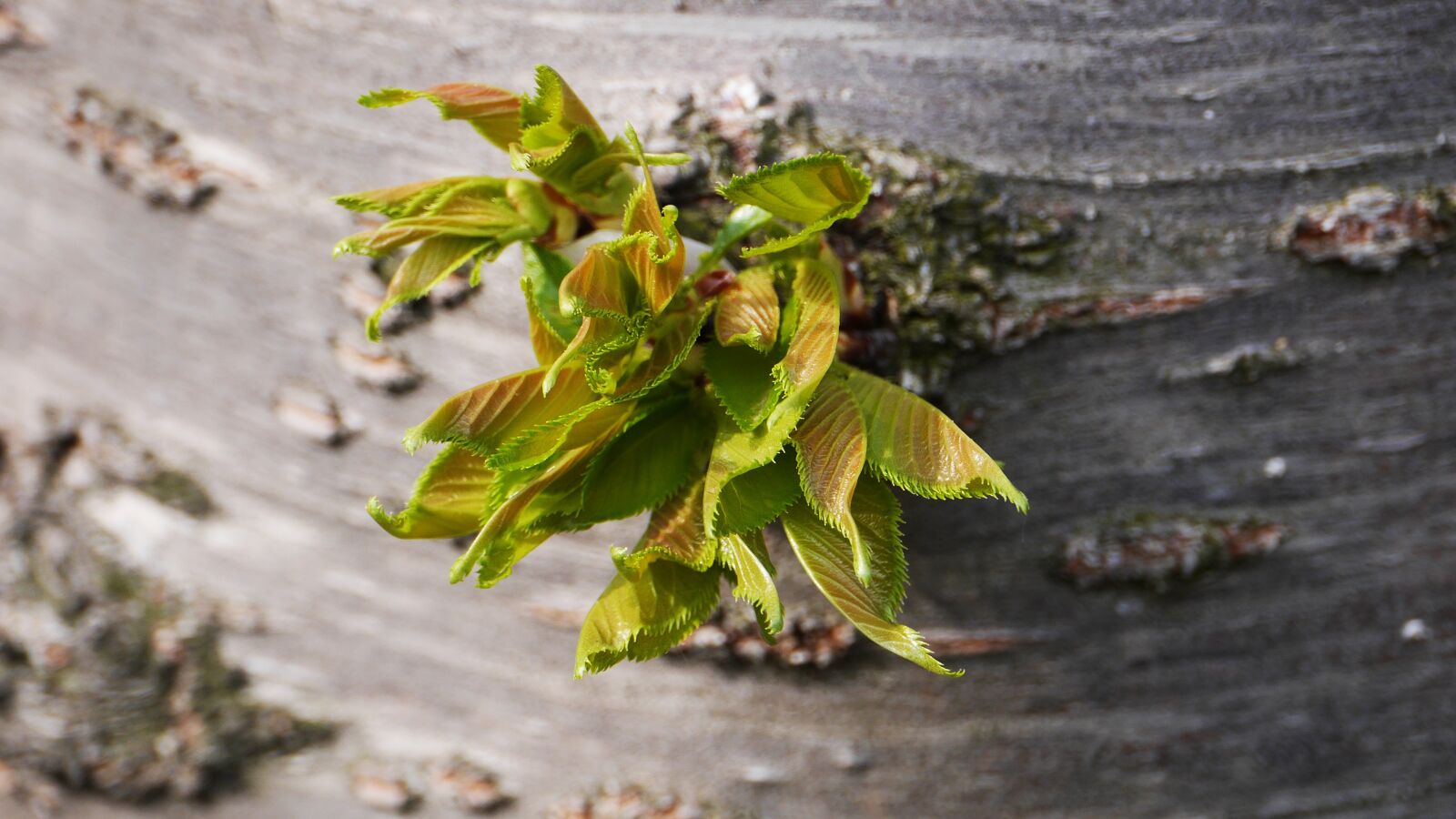 Panasonic Lumix DMC-GH3 sample photo. Abstract, pattern, petal photography
