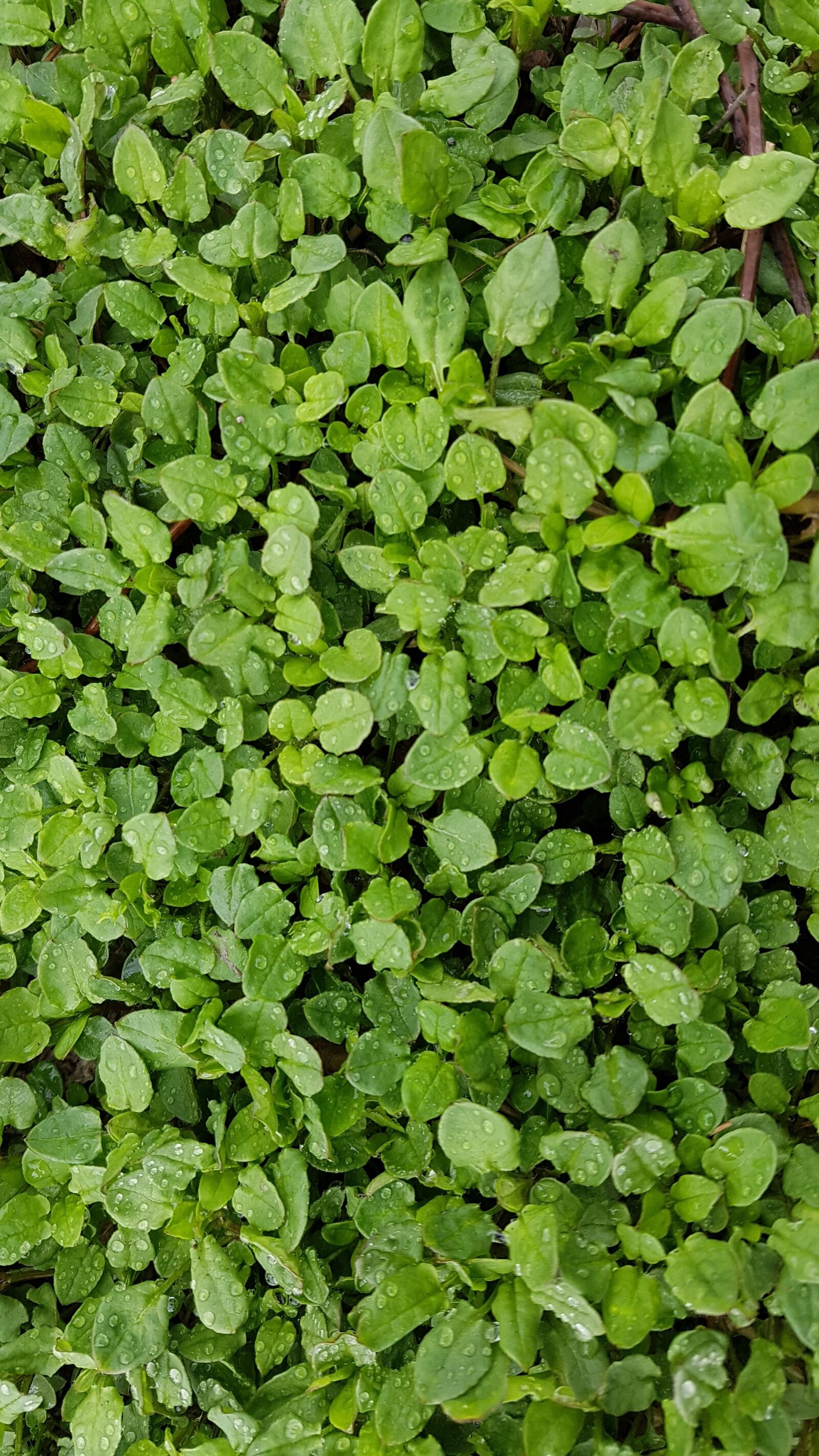 Samsung Galaxy S7 sample photo. Small, herb, plants photography