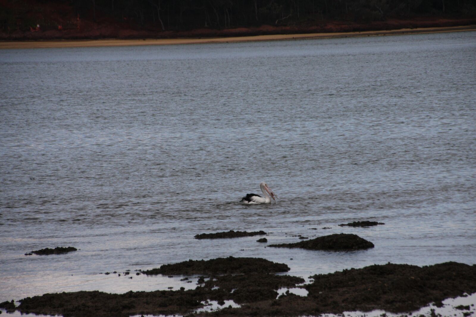 Canon EOS 40D sample photo. Queensland, pelican, brisbane photography
