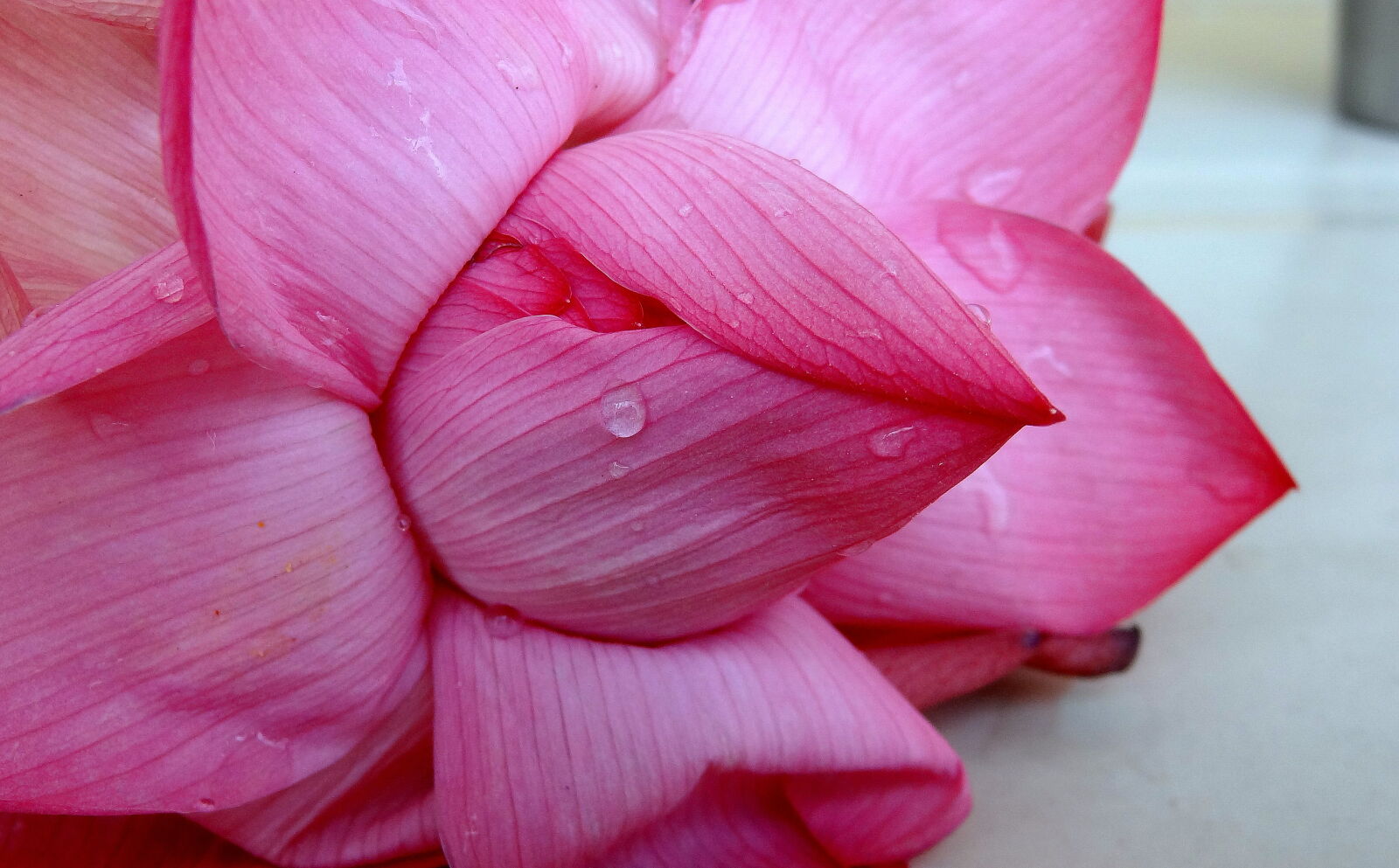 Sony Cyber-shot DSC-HX9V sample photo. Close, up, of, wet photography