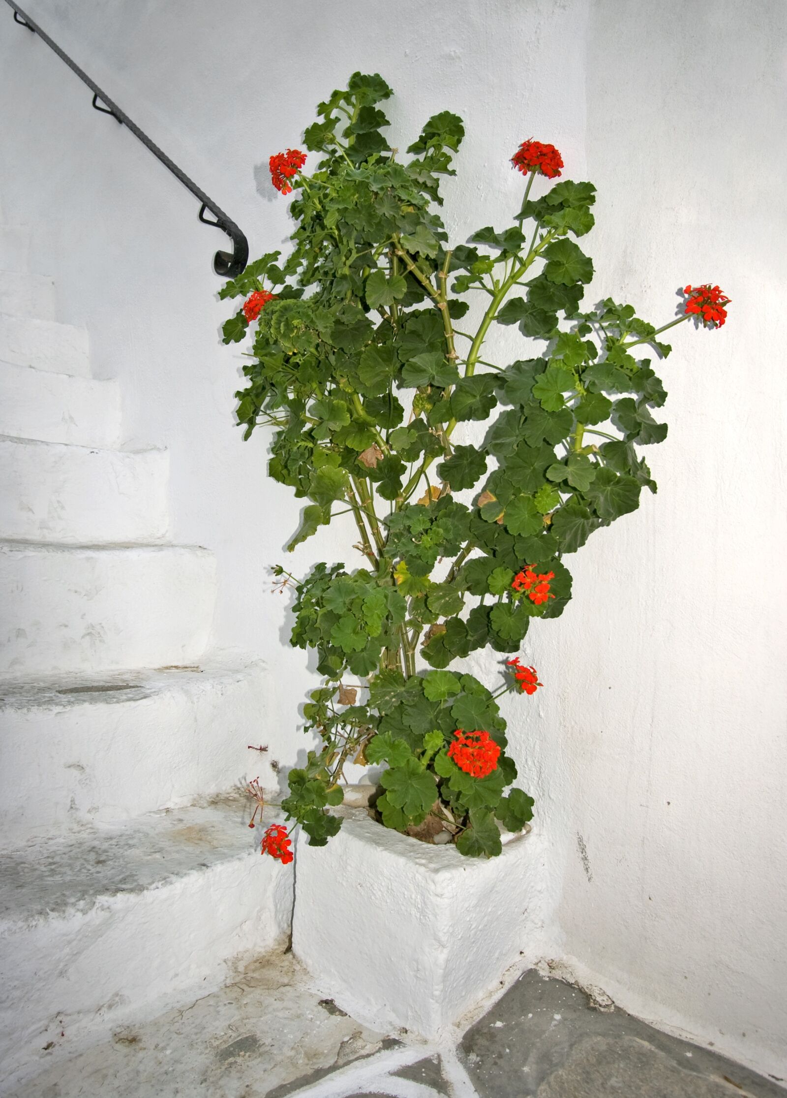 Canon EOS 20D sample photo. Paros, stairs, flower photography