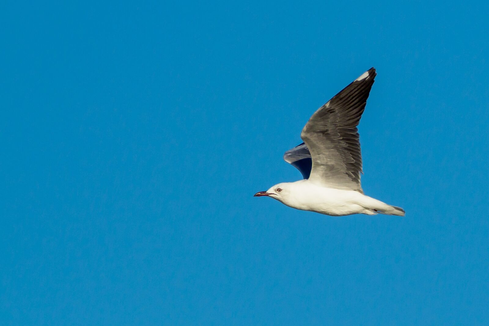 M.300mm F4.0 + MC-14 sample photo. Hartlaub's gull in flight photography