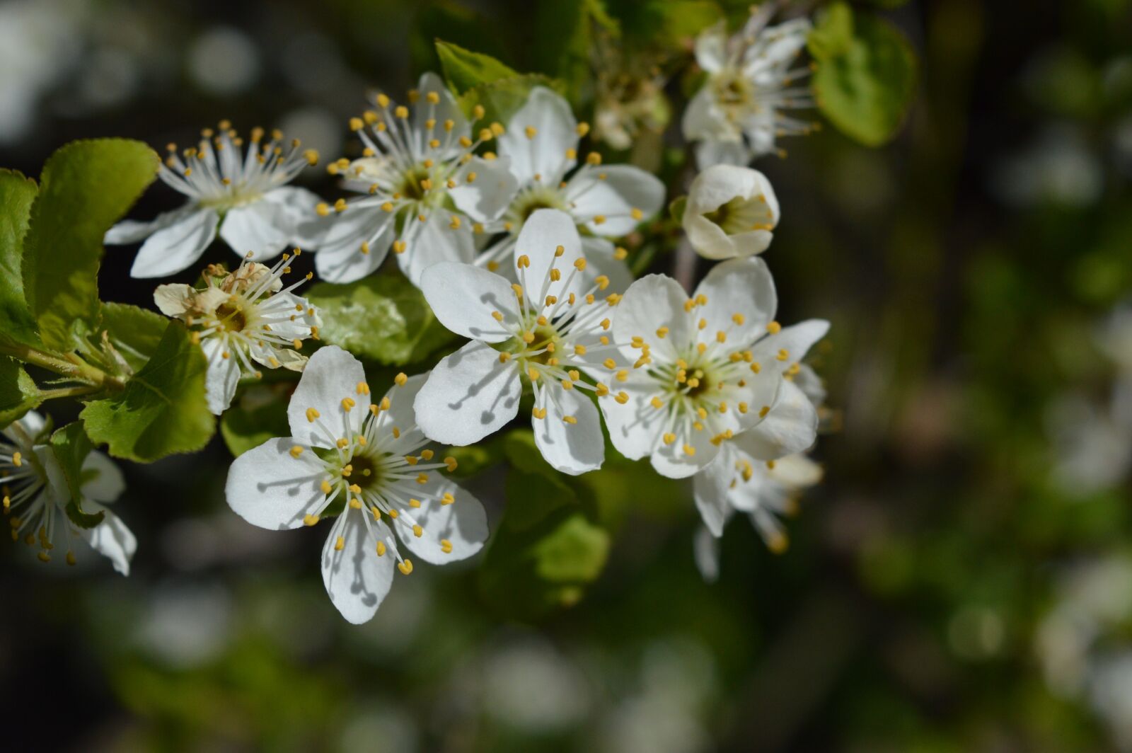 Nikon D3200 sample photo. Spring, detail, nature photography