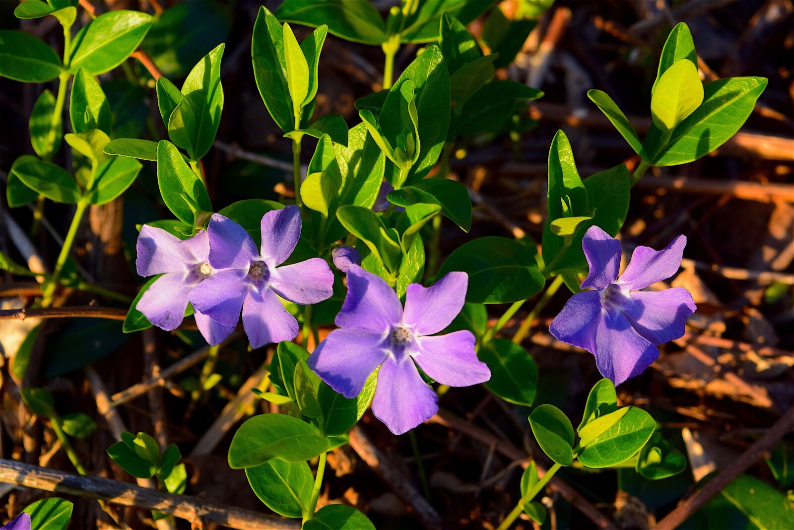 Nikon D3300 sample photo. Flowers, violets, nature photography