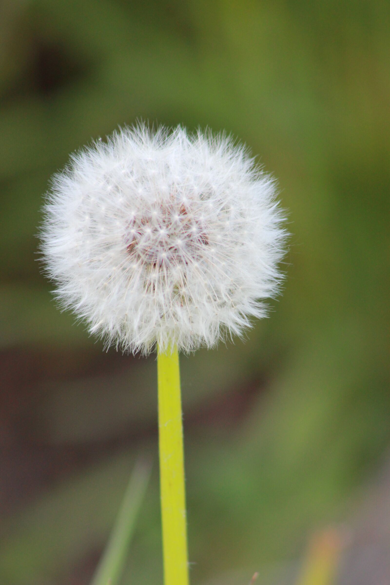 Canon EOS 550D (EOS Rebel T2i / EOS Kiss X4) sample photo. Dandelion, flower, white photography