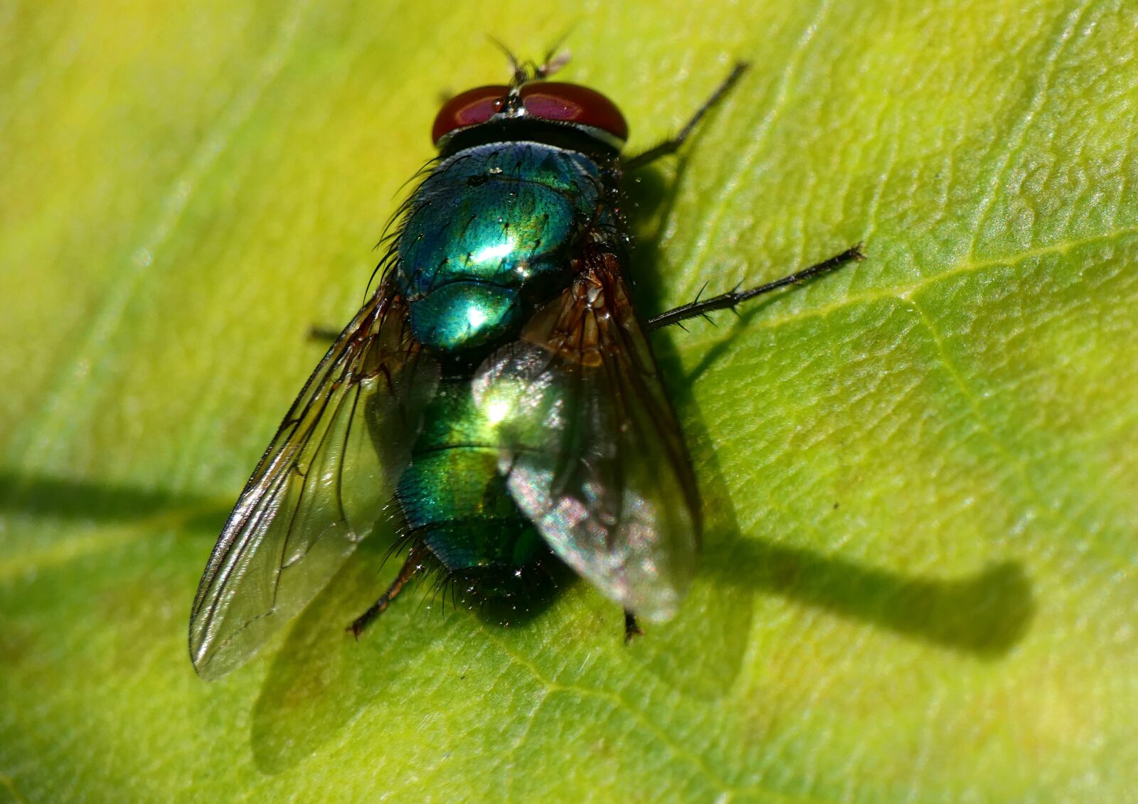 Panasonic Lumix DC-FZ80 (Lumix DC-FZ82) sample photo. Fly, green, bottle photography